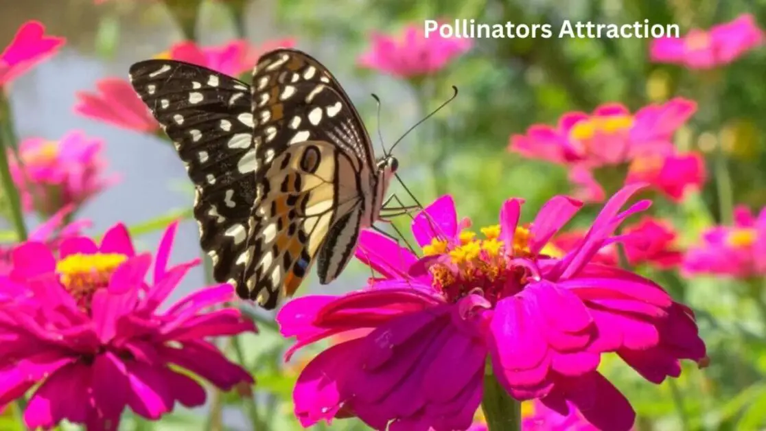Pollinators Attraction