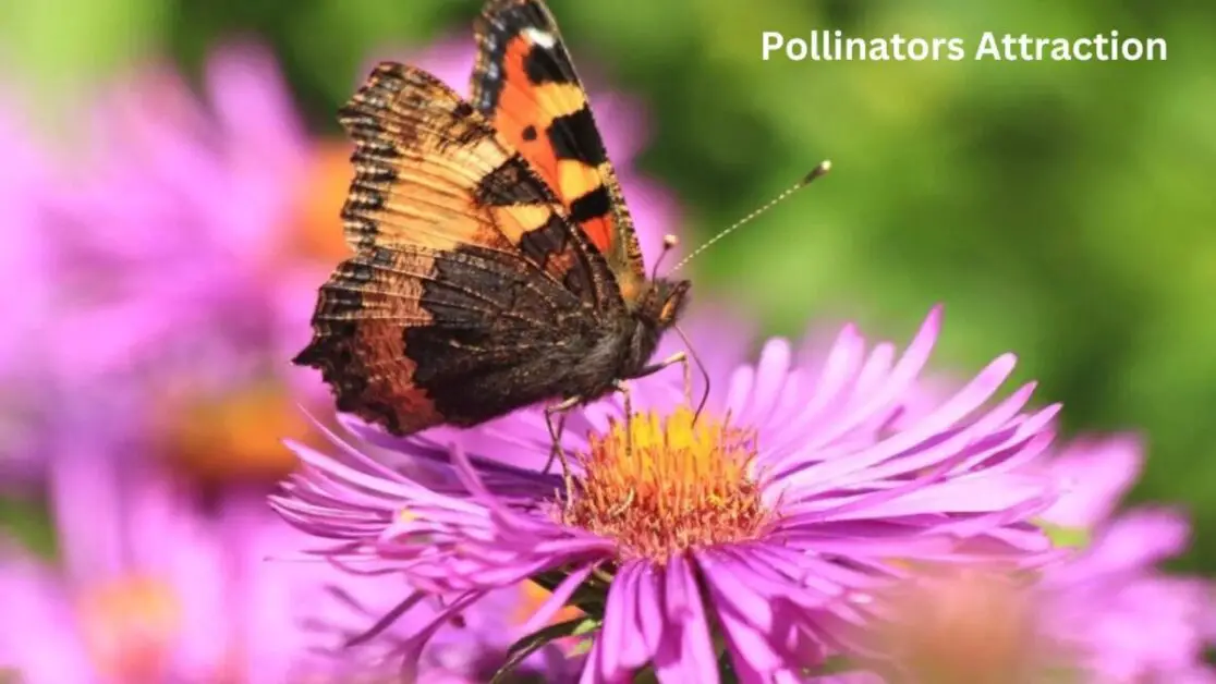 Pollinators Attraction