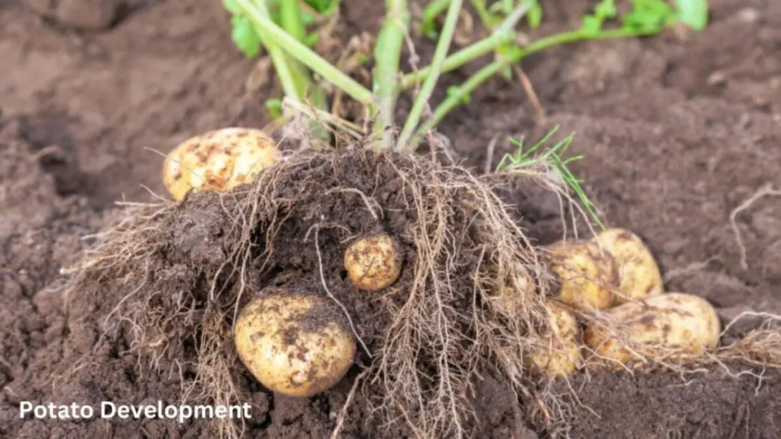 Potato Development