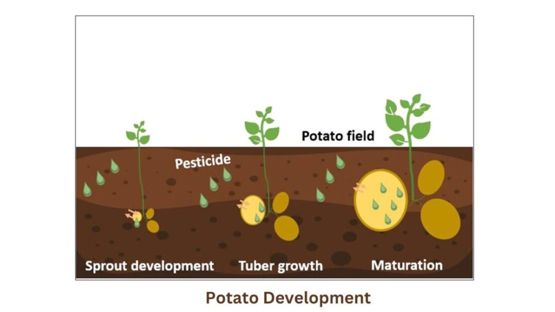 Potato Development