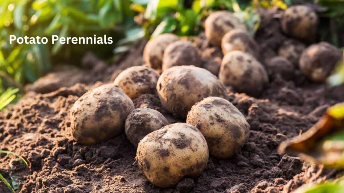 Potato Perennials