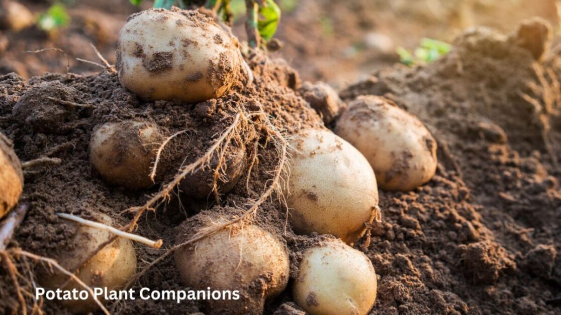 Potato Plant Companions