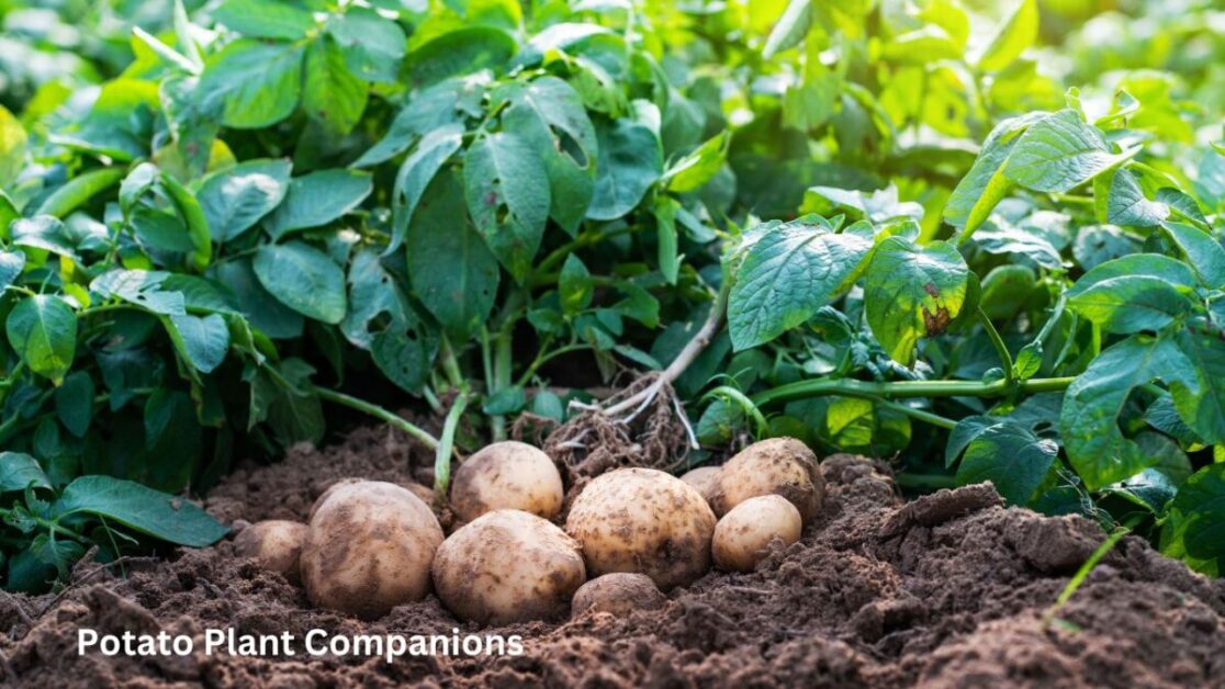 Potato Plant Companions