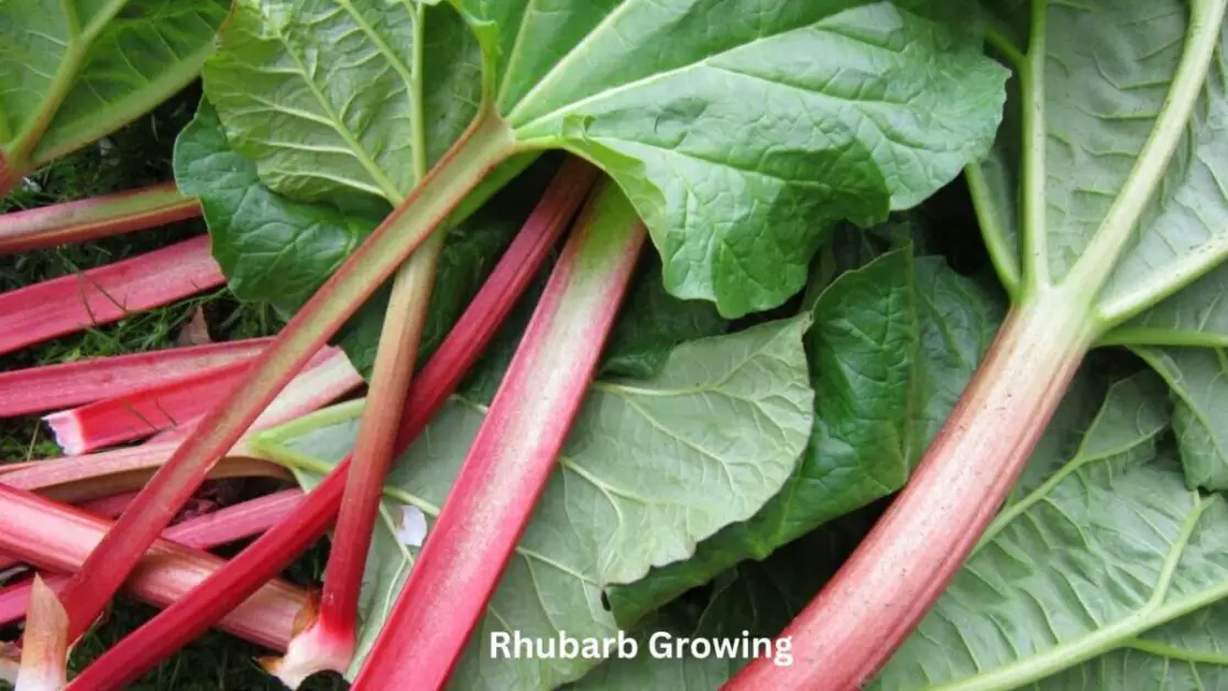 Rhubarb Growing