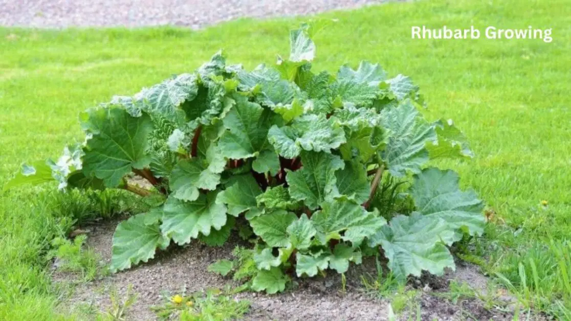 Rhubarb Growing