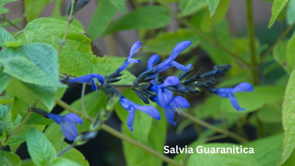 Salvia Guaranitica