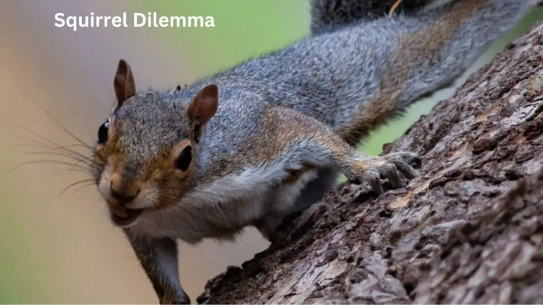 Squirrel Dilemma