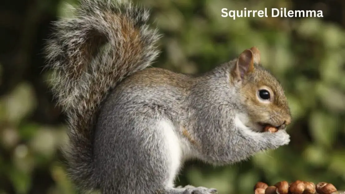 Squirrel DilemmaSquirrel Dilemma
