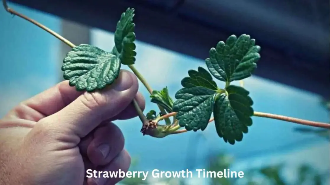 Strawberry Growth Timeline