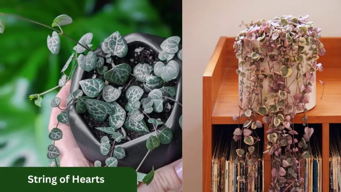 String of Hearts