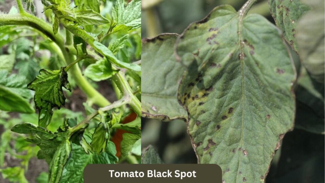 Tomato Black Spot 