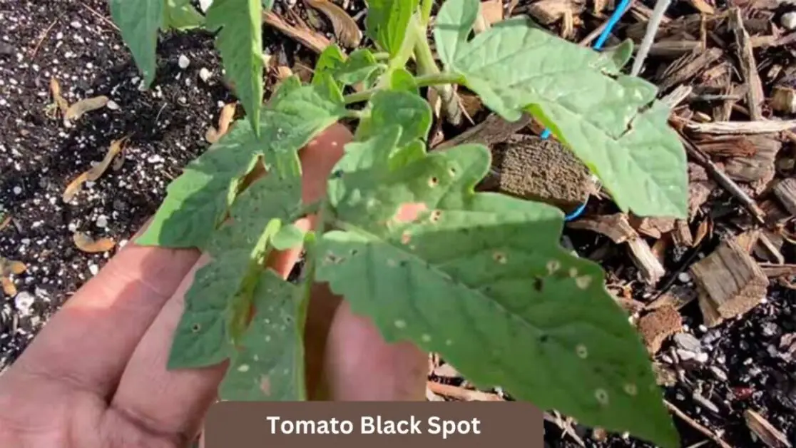 Tomato Black Spot 