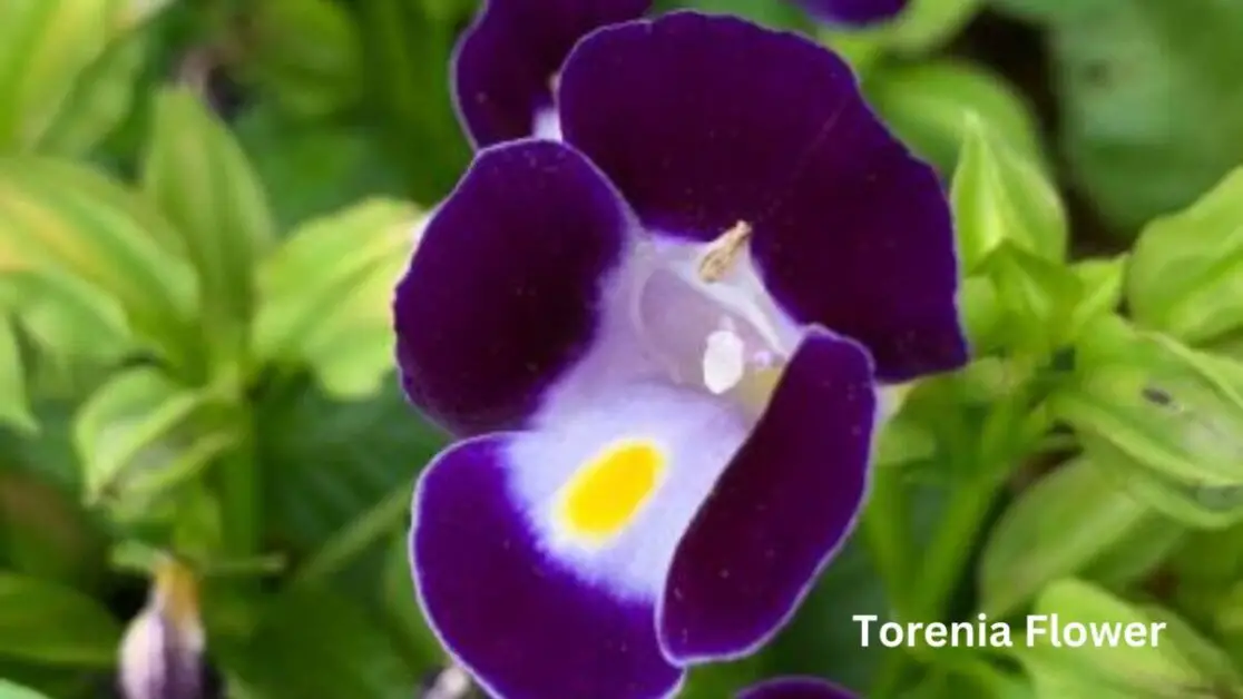 Torenia Flower