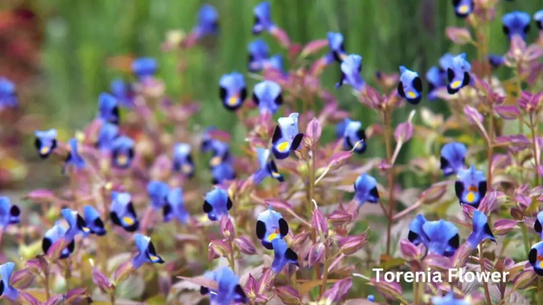 Torenia Flower