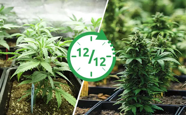 12/12 from Seed: How to Grow Cannabis Plants with a 12-Hour Light Cycle from the Start