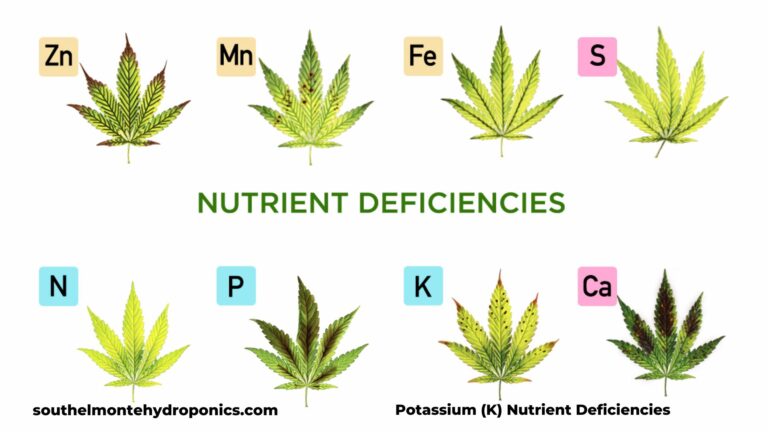 the best Solutions for Potassium Nutrient Deficiencies: Causes, Symptoms, and Solutions for Your Plants