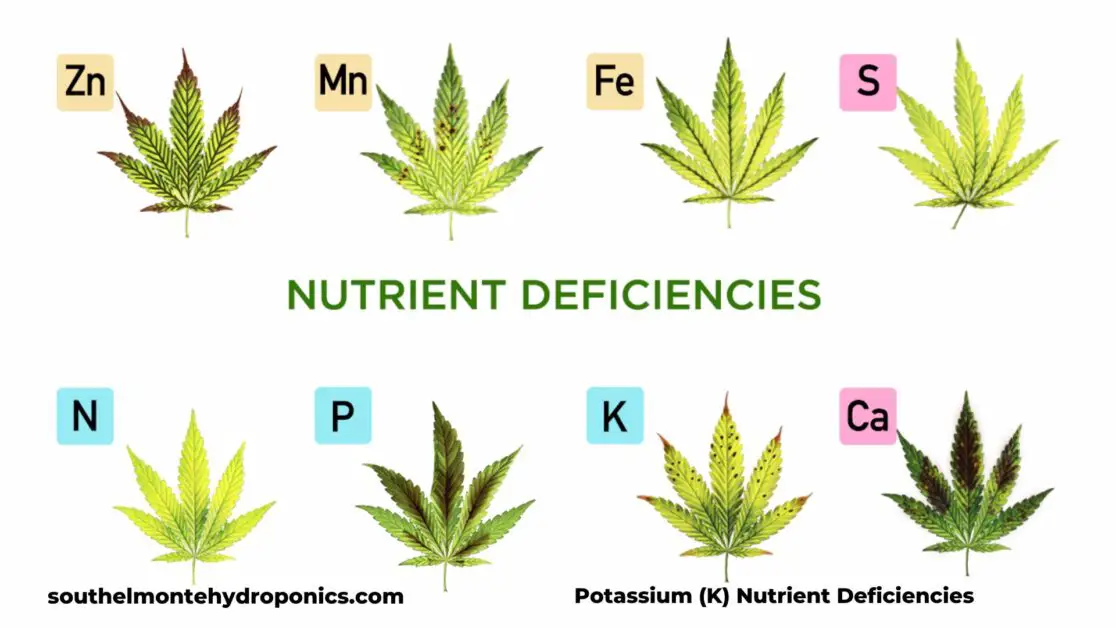 Potassium(K) Nutrient Deficiencies
