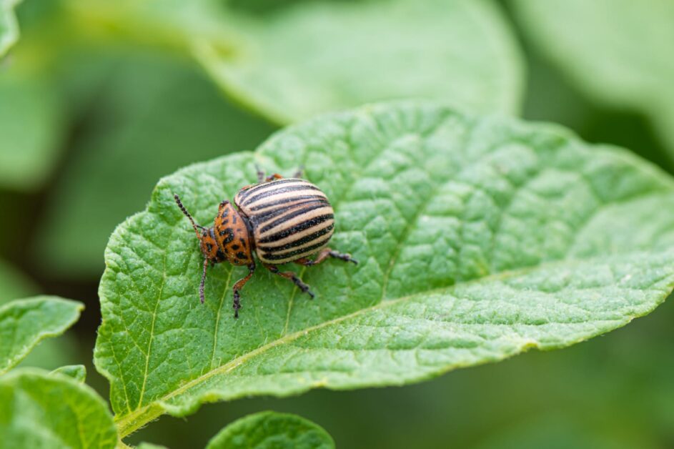 controlling pill bugs on plants