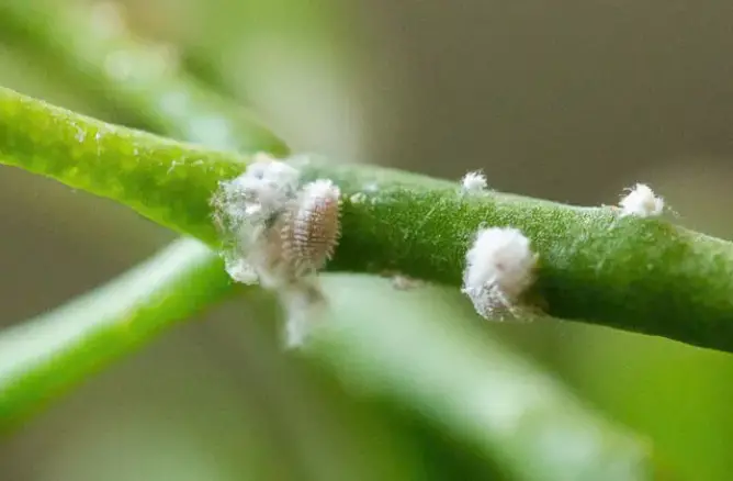 What are mealybugs?