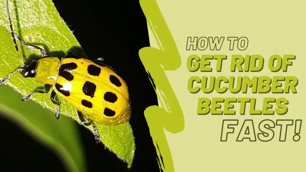 How To Get Rid Of Cucumber Beetles N0 1 Effective Methods To Control And Prevent These Pests 8912