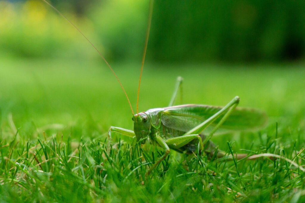 Monitoring and Early Detection: Essential Steps to Prevent Grasshopper Damage