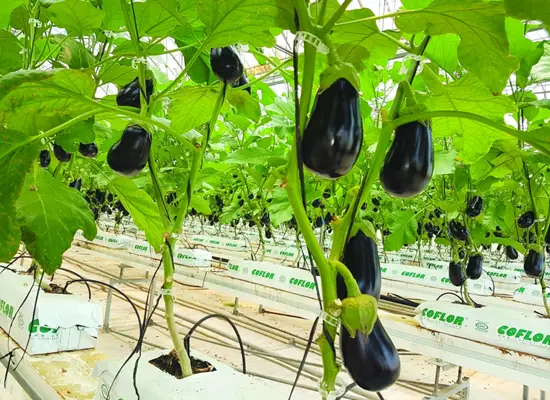 Hydroponic Eggplant: How to Grow Delicious and Healthy Eggplant in Hydroponics
