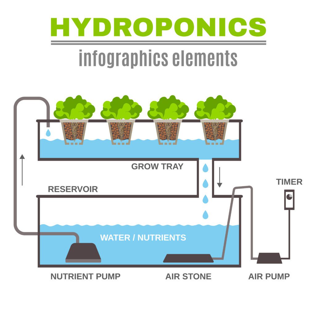 Infographic Hydroponic Illustration