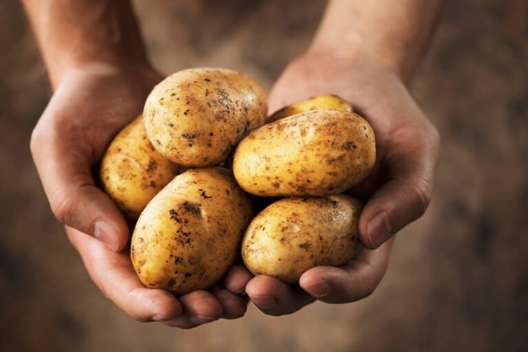 Hydroponic Potatoes vs. Soil-Grown Potatoes: Which One Tastes Better?