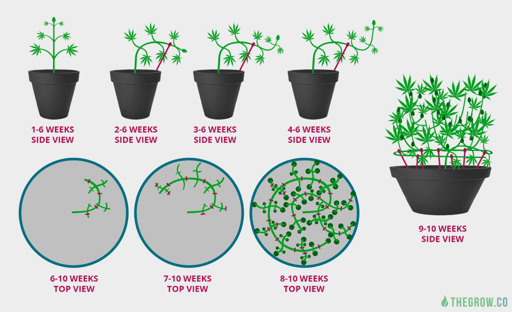 Choosing the Ideal Growing Medium for LST Techniques