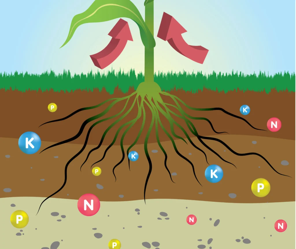 Understanding Nutrient Ratios and Their Impact on Plant Health