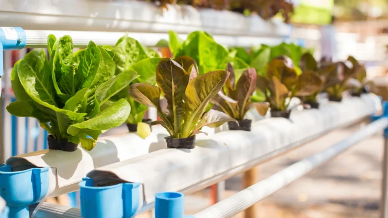 Why Hydroponic Water Temperature Matters: How to Maintain the Ideal Water Temperature for Your Plants