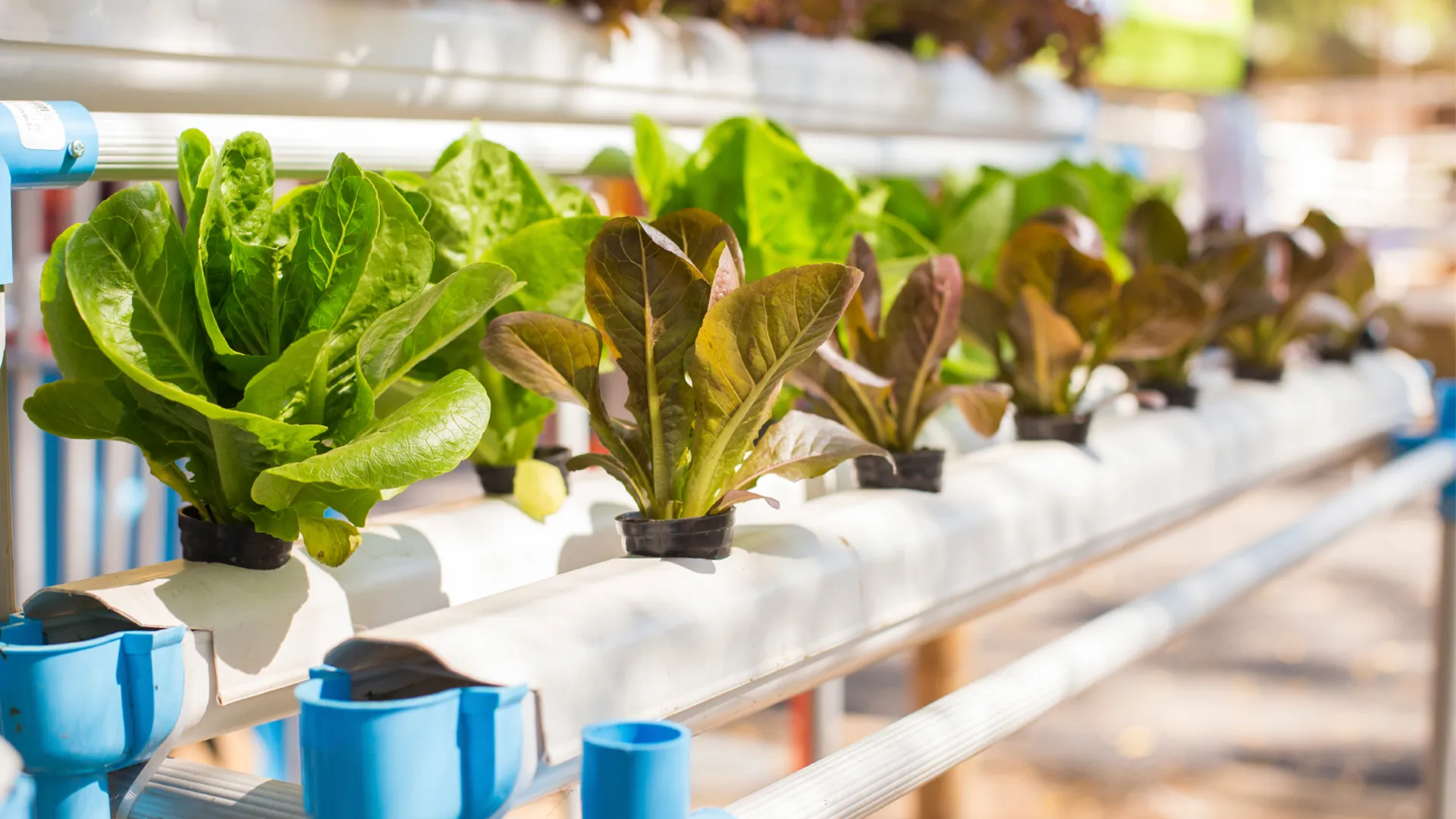 5 options to cool your hydroponic nutrient solution