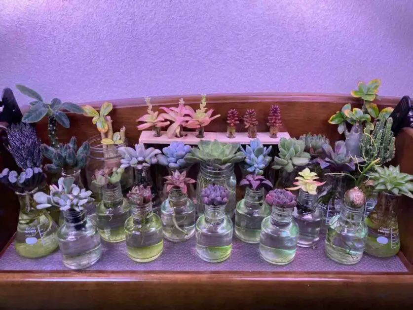 Succulents Hydroponically