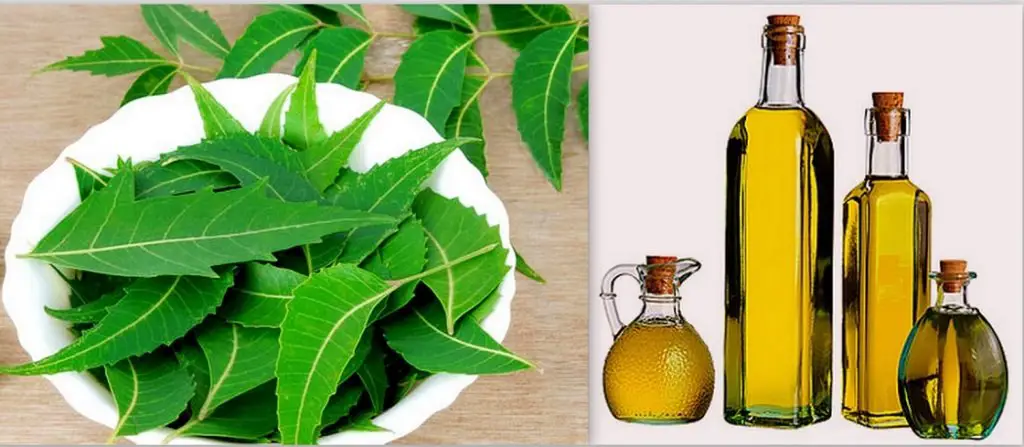 Harnessing The Power Of Neem Oil For Pest Control
