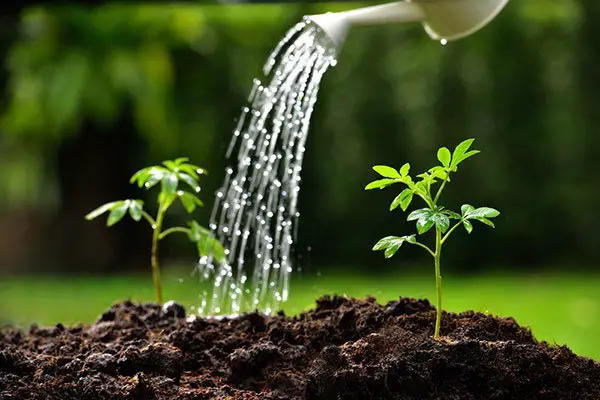 Understanding the Watering Needs of Different Plant Types