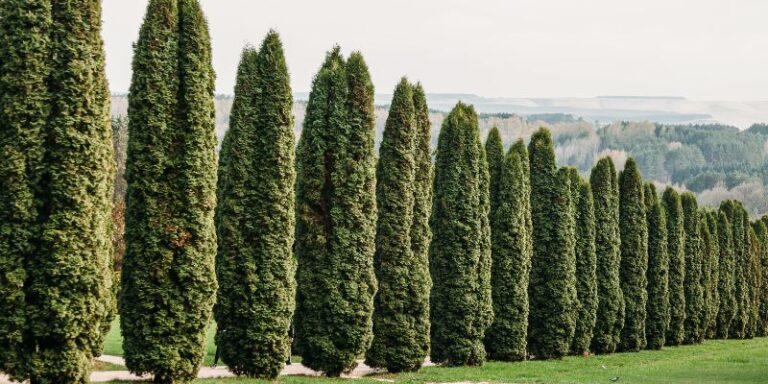 Columnar Trees: 12 Varieties You Need to Grow