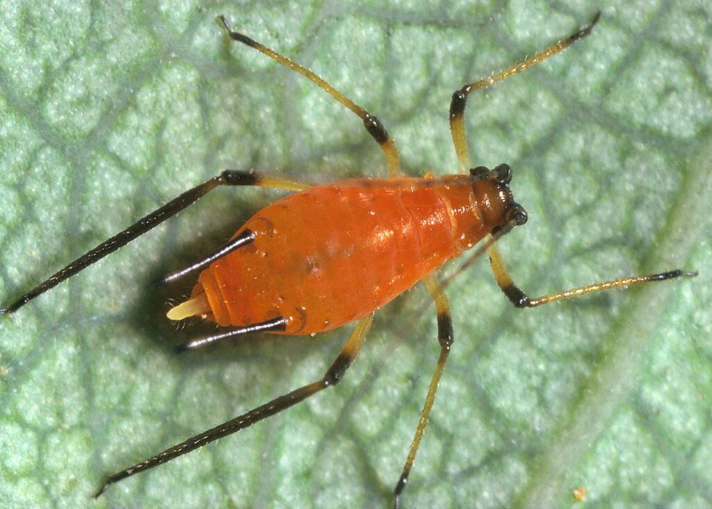 Understanding Aphids and Their Behavior