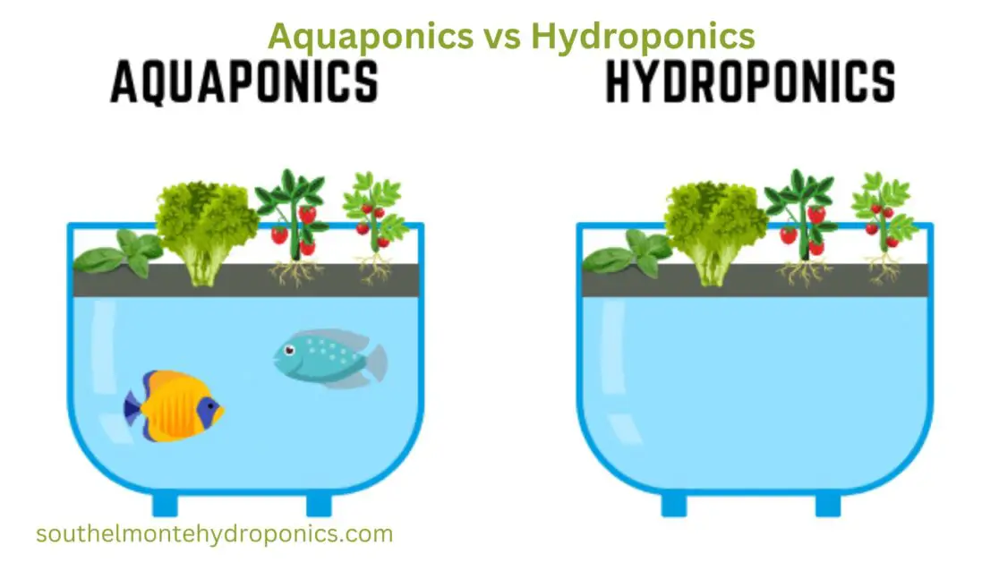 Aquaponics vs Hydroponics