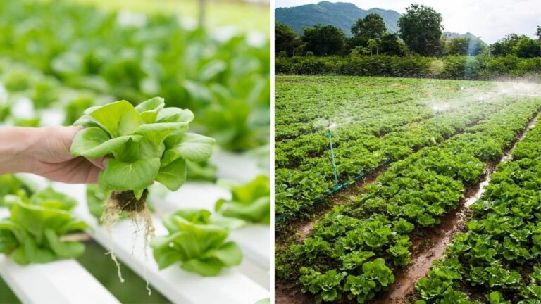 Conventional Farming vs Hydroponics: Which One is More Sustainable and Why?