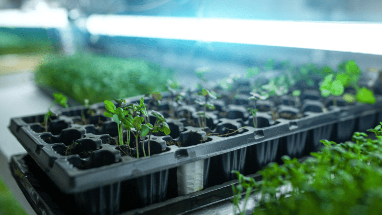 Grow Lights and Heat Mats: How They Work Together to Boost Your Hydroponic Growth