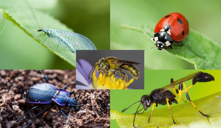 Beneficial Bugs: How to Use These Natural Friends to Protect Your Plants from Pests and Diseases