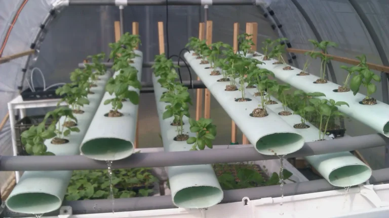 How to Harvest More Potatoes from Your Hydroponic Garden than Ever Before