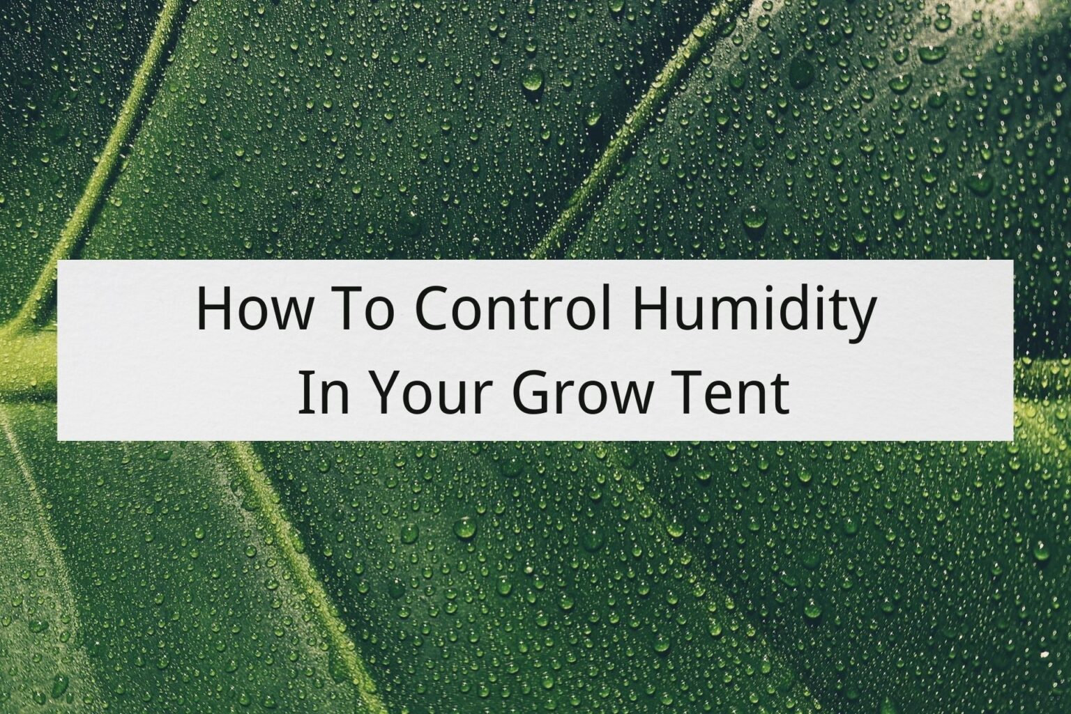 Control Humidity in Grow Tent How to Maintain the Ideal Moisture Level
