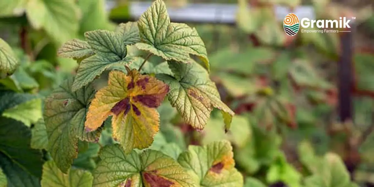 Copper (Cu) Nutrient Deficiencies Causes, Symptoms, and Solutions for