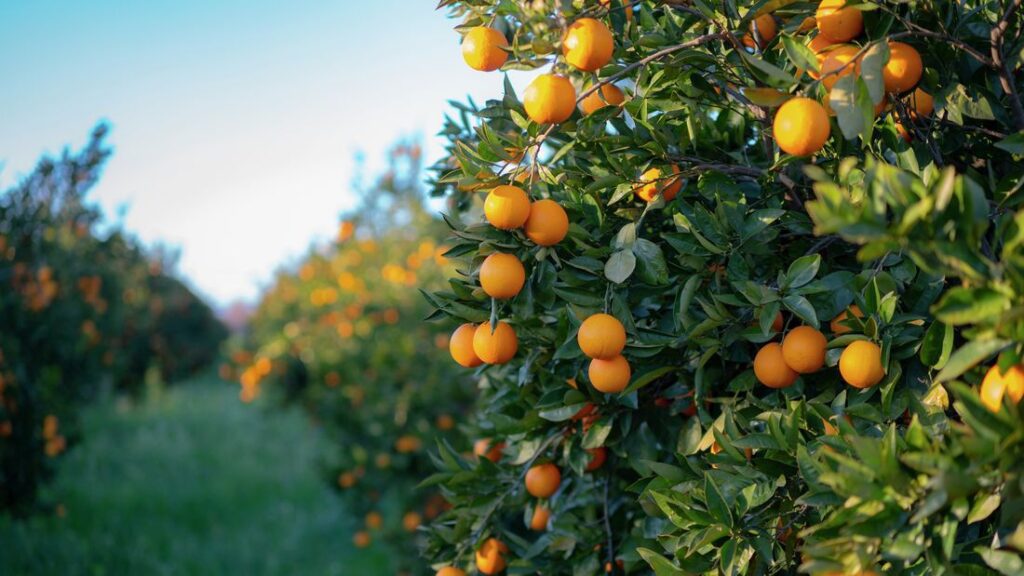 The Benefits of Mandarin Trees in Your Garden