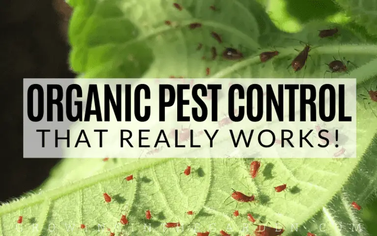 Natural Pest Control: 6 DIY Recipes for Your Garden