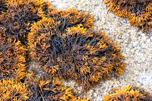 Exploring the Natural Properties of Kelp Meal as a Plant Supplement