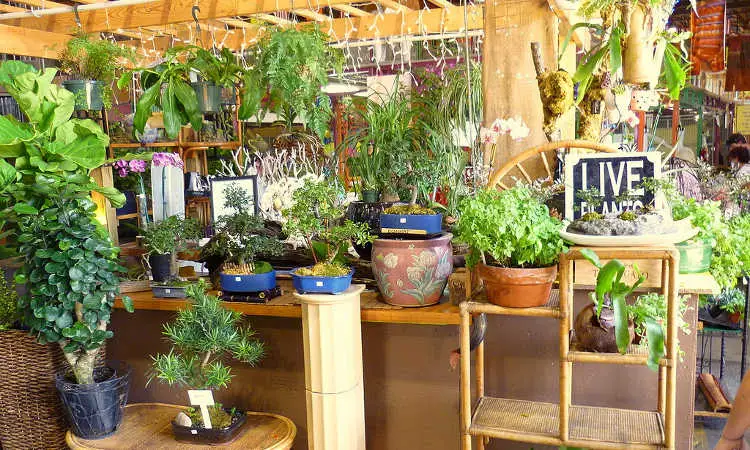 Indoor Growing: A Complete Guide to Setting Up and Maintaining Your Indoor Garden