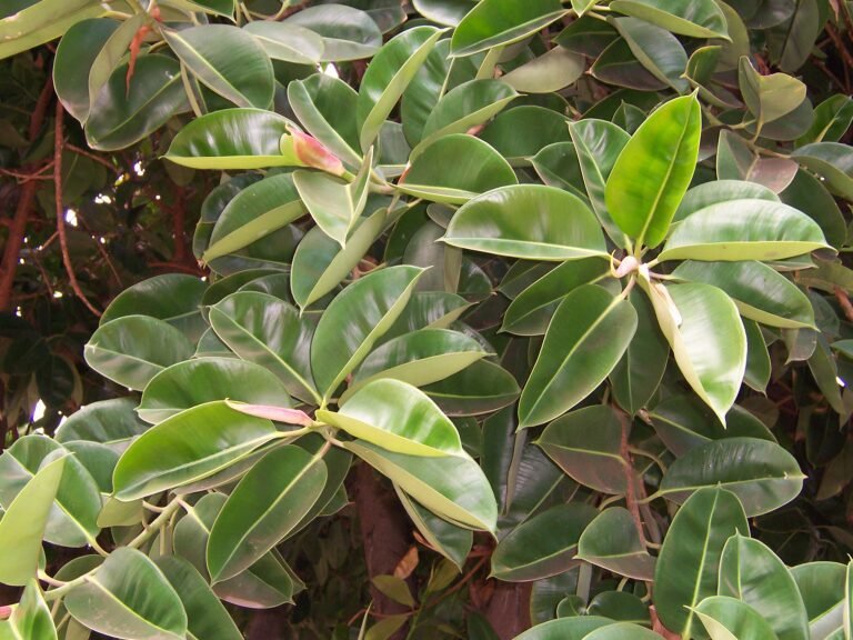 Rubber Plant 101: How to Care for Ficus Elastica
