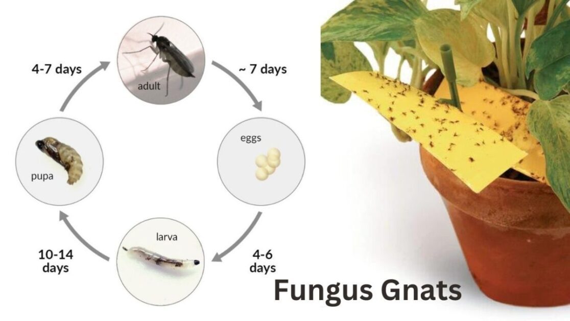 Fungus Gnats (2)